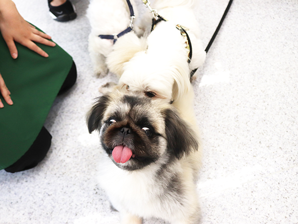卒業生が里親犬と遊びに来てくれました☆